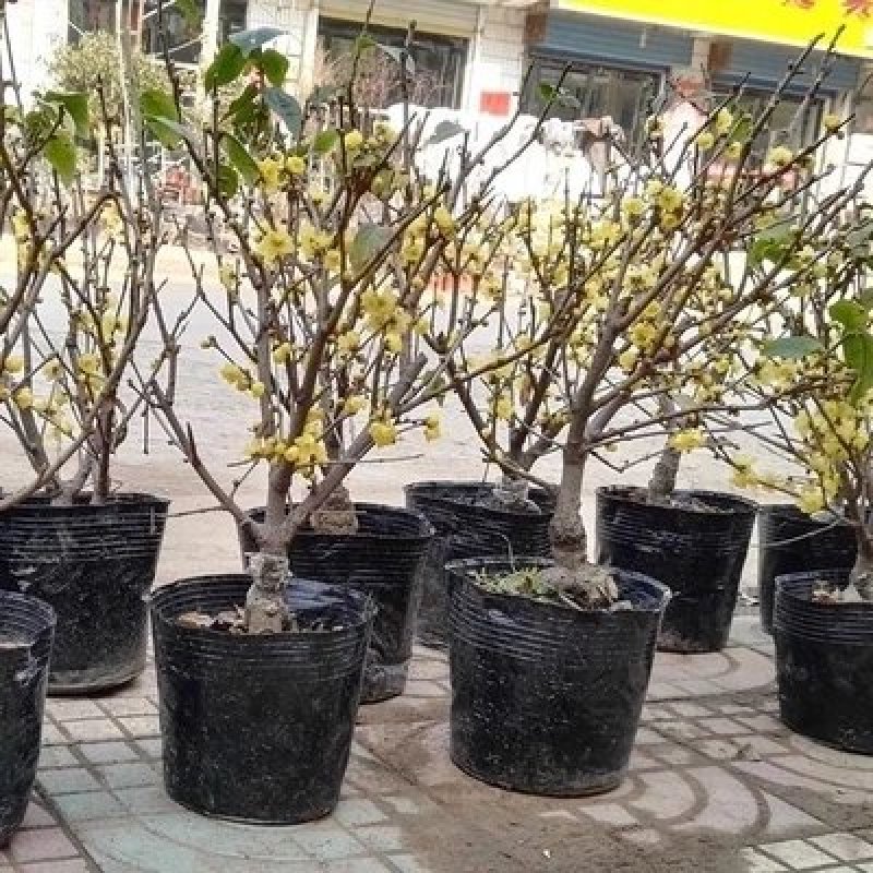 浓香型腊梅花树苗盆栽梅花盆景老桩红梅耐寒花卉植物室内阳台