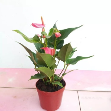 红掌白掌盆栽植物室内花卉好养水培一帆风顺大盆水养四季常青