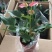 红掌白掌盆栽植物室内花卉好养水培一帆风顺大盆水养四季常青