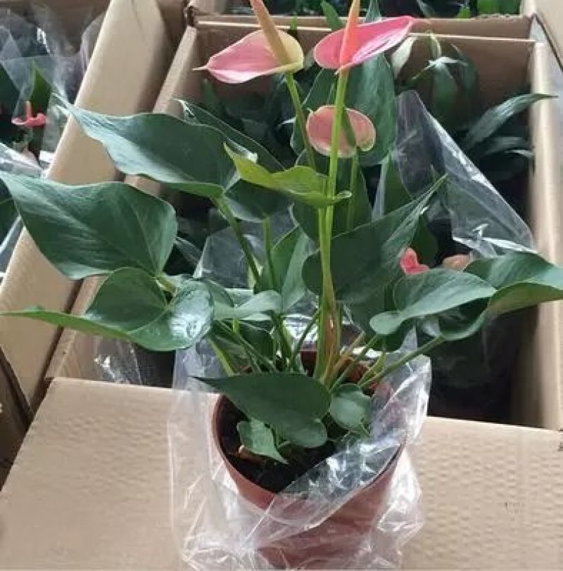 红掌白掌盆栽植物室内花卉好养水培一帆风顺大盆水养四季常青