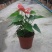 红掌白掌盆栽植物室内花卉好养水培一帆风顺大盆水养四季常青