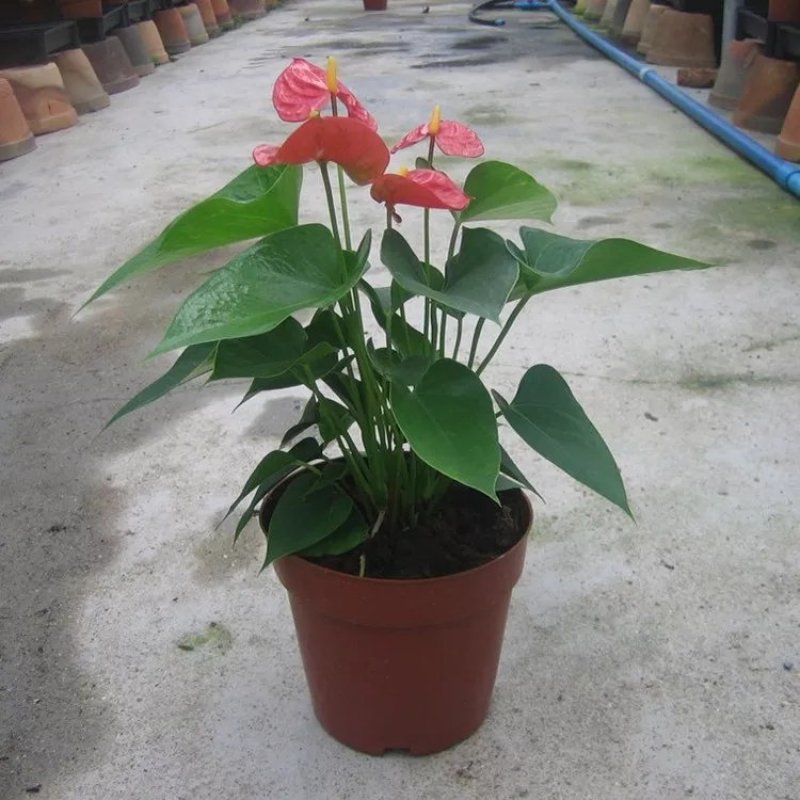 红掌白掌盆栽植物室内花卉好养水培一帆风顺大盆水养四季常青