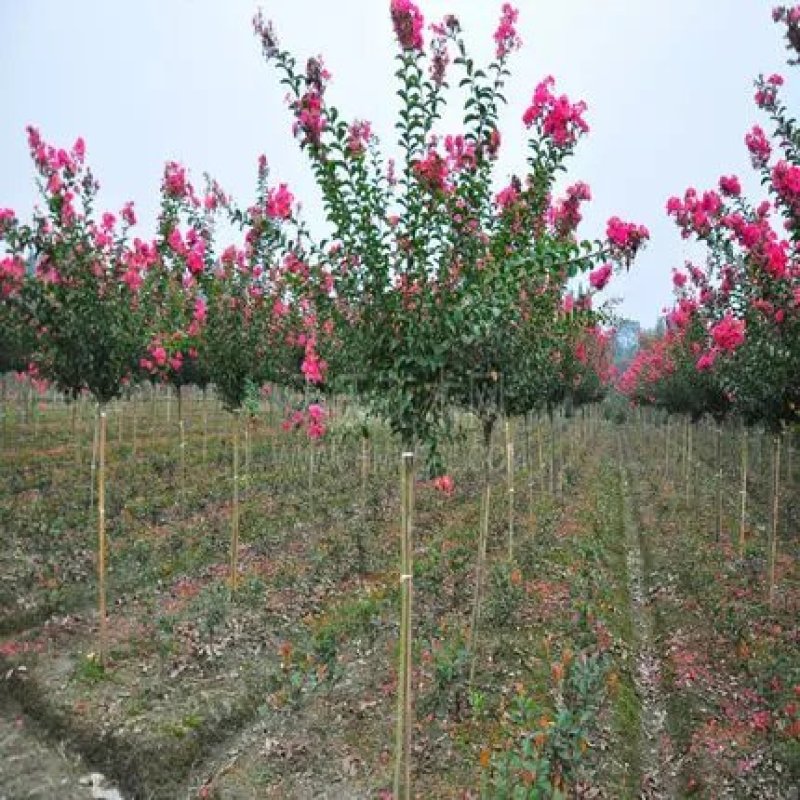 绿化工程美国四季红火箭紫薇花速生百日红树苗小苗庭院盆栽种