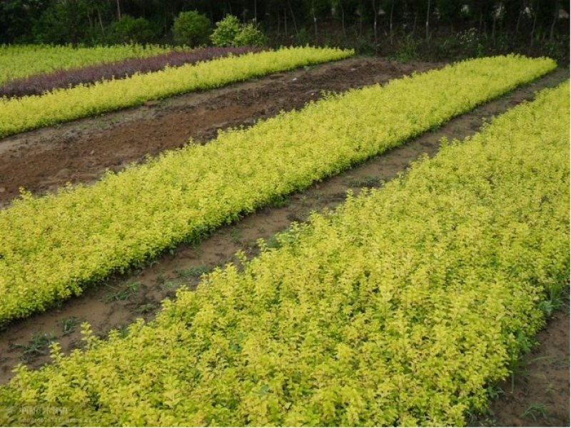 基地直销金叶女贞小苗女贞绿化苗木观叶灌木苗圃种植各种扦插