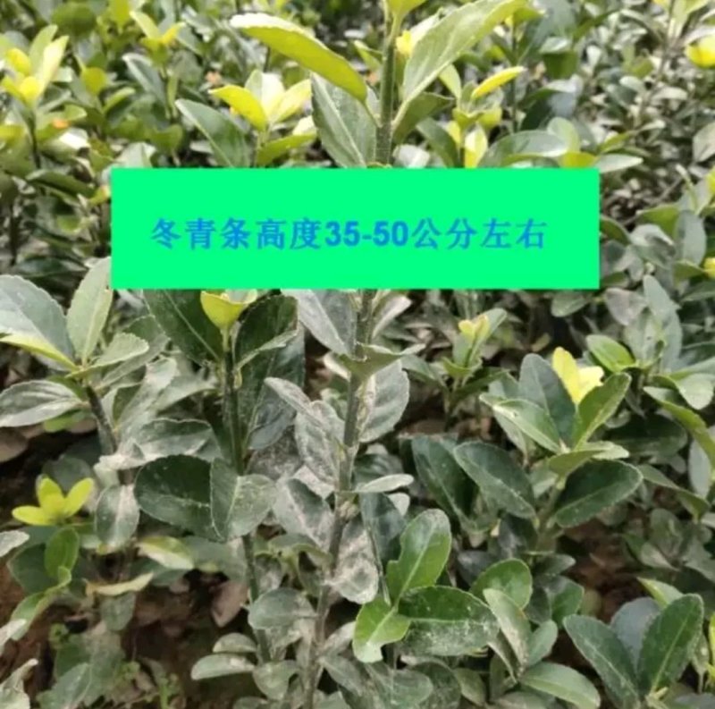 冬青球苗高50公分冠幅毛30公分以上一棵也算批发价出售