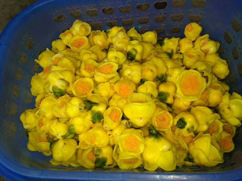 金花茶广西防城港冻干花自产深加工