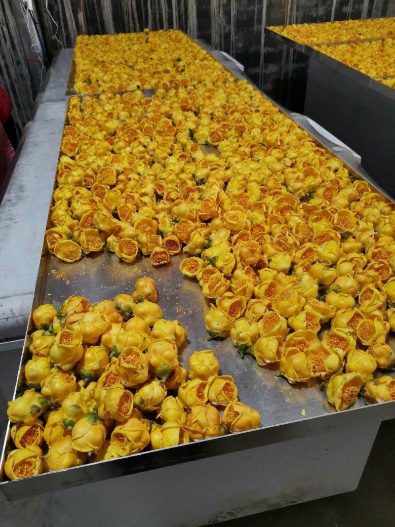 金花茶广西防城港冻干花自产深加工