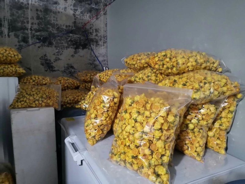 金花茶广西防城港冻干花自产深加工