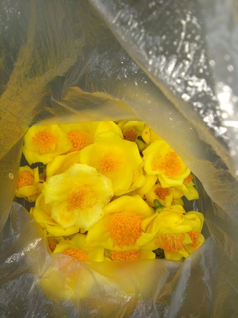 金花茶广西防城港冻干花自产深加工