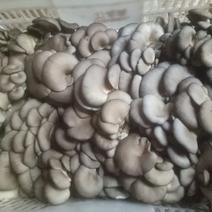 鲜蘑菇，3到5公分，支持周边送货，也可以线上，黑蘑菇
