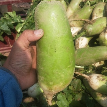 大量供应青萝卜冷库货