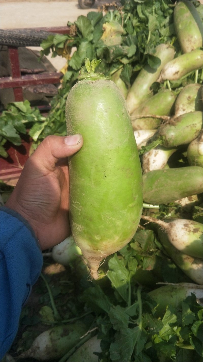大量供应青萝卜冷库货
