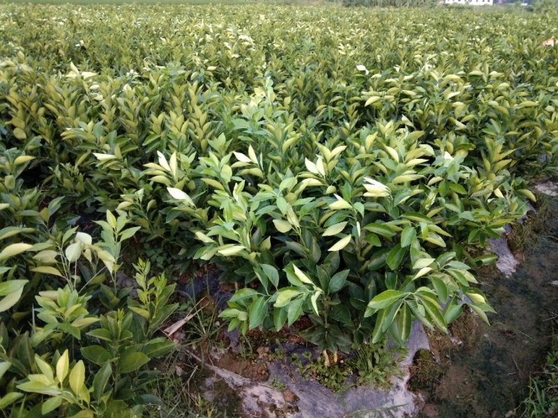 高产特优金葵沙糖桔苗，抗病毒性强，价格地道，两广客户信赖