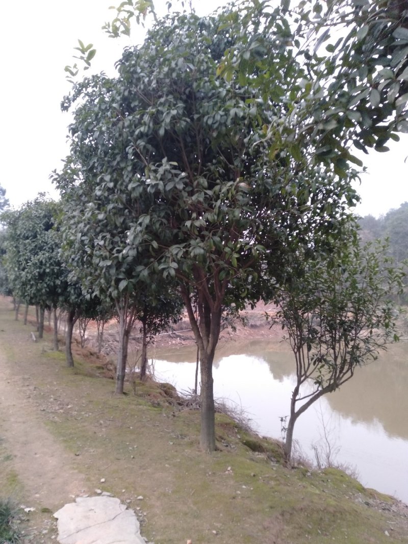 桂花树，银杏树，南方红豆杉小苗