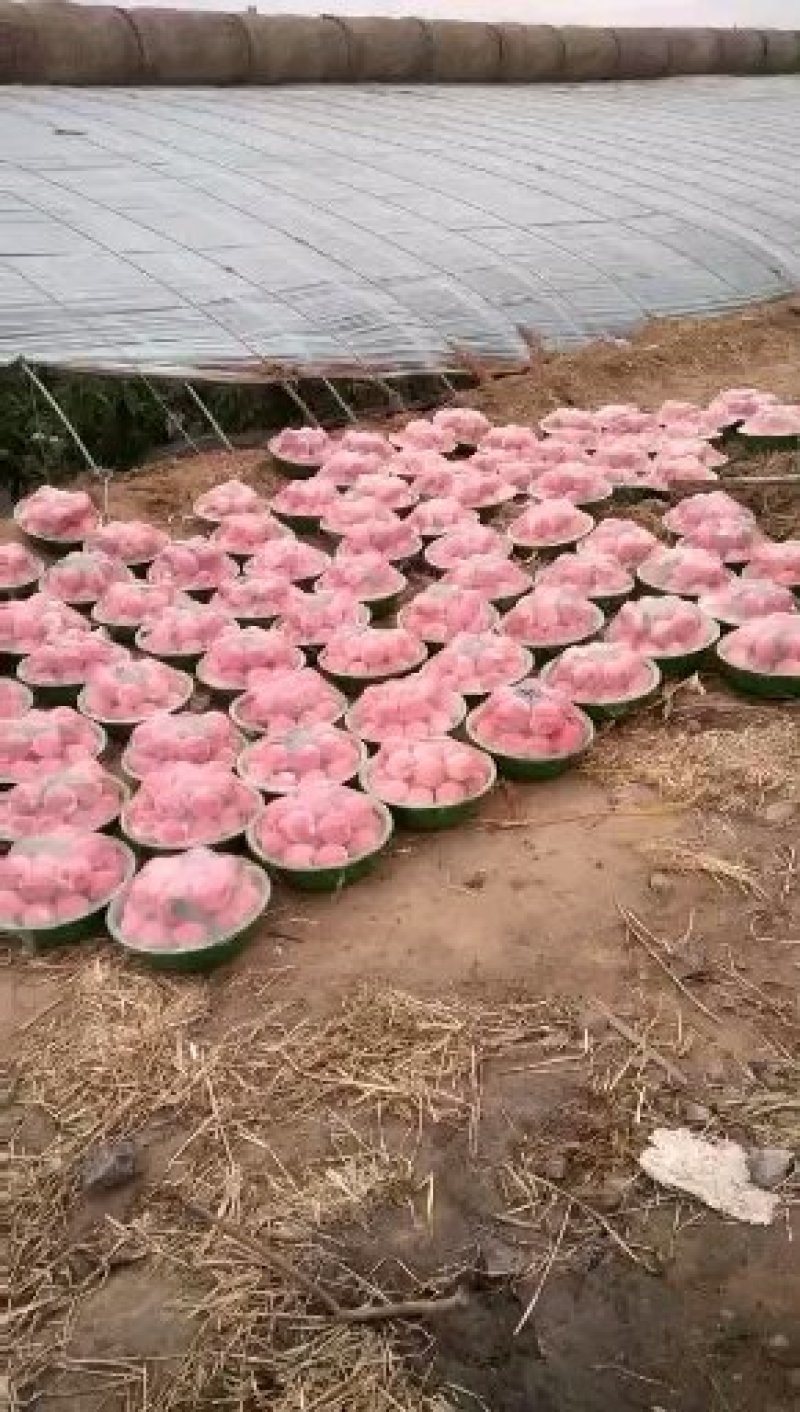 大棚精品油桃产地