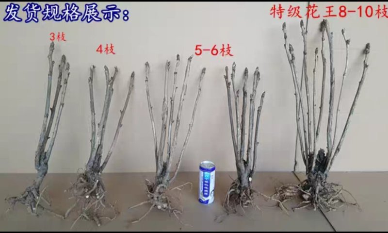 菏泽正宗观赏牡丹花苗重瓣大苗阳台庭院盆栽花卉室内外洛阳红