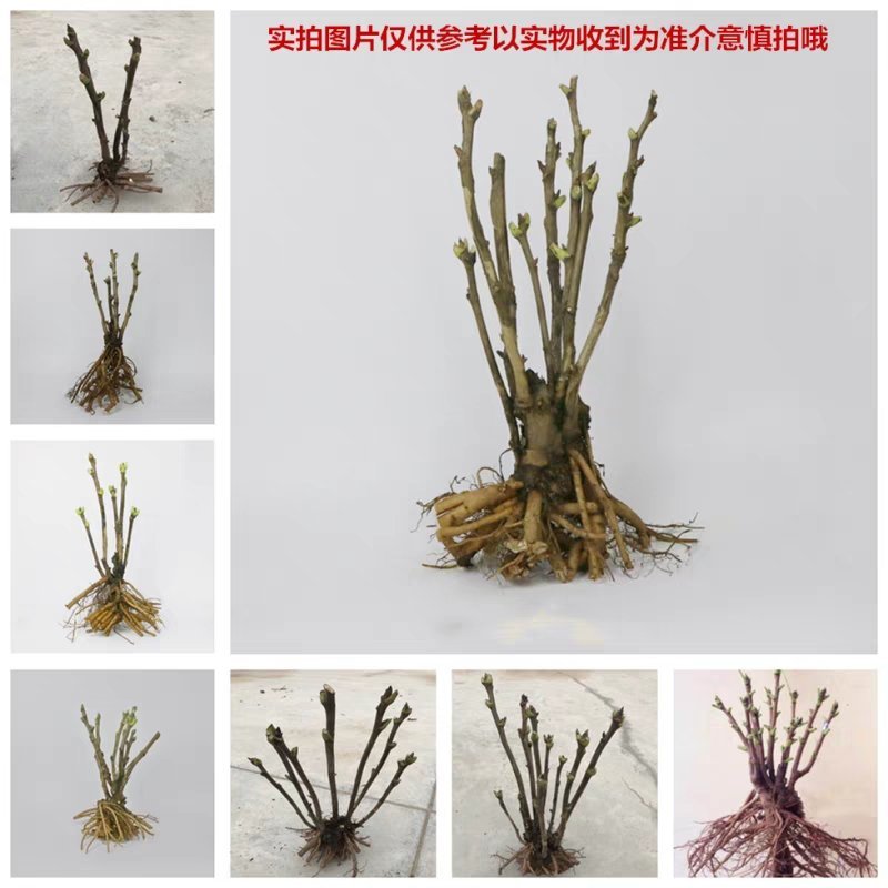 菏泽正宗观赏牡丹花苗重瓣大苗阳台庭院盆栽花卉室内外洛阳红