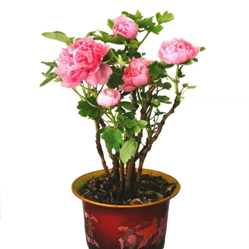 菏泽正宗观赏牡丹花苗重瓣大苗阳台庭院盆栽花卉室内外洛阳红