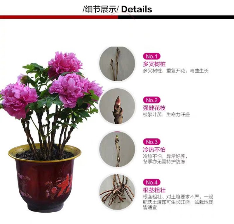 菏泽正宗观赏牡丹花苗重瓣大苗阳台庭院盆栽花卉室内外洛阳红