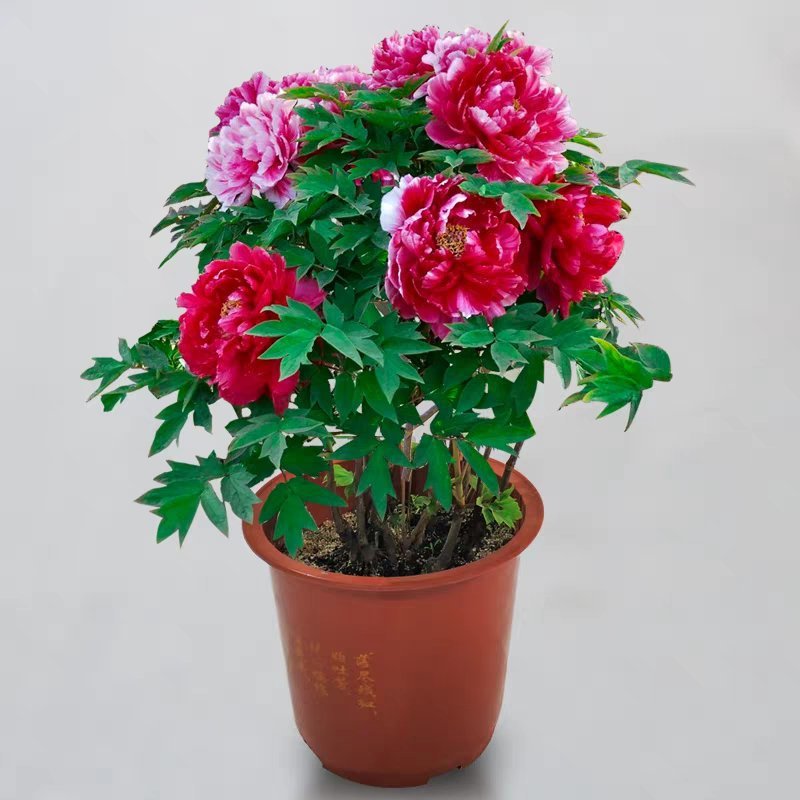 菏泽正宗观赏牡丹花苗重瓣大苗阳台庭院盆栽花卉室内外洛阳红