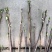 菏泽正宗观赏牡丹花苗重瓣大苗阳台庭院盆栽花卉室内外洛阳红