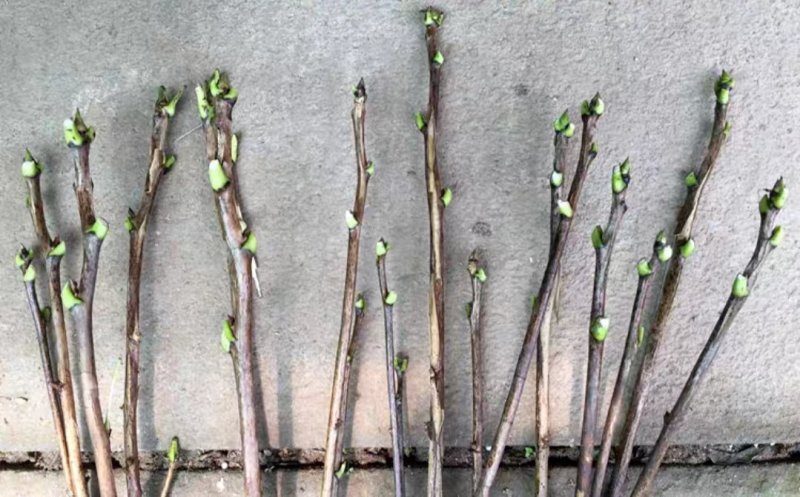 菏泽正宗观赏牡丹花苗重瓣大苗阳台庭院盆栽花卉室内外洛阳红