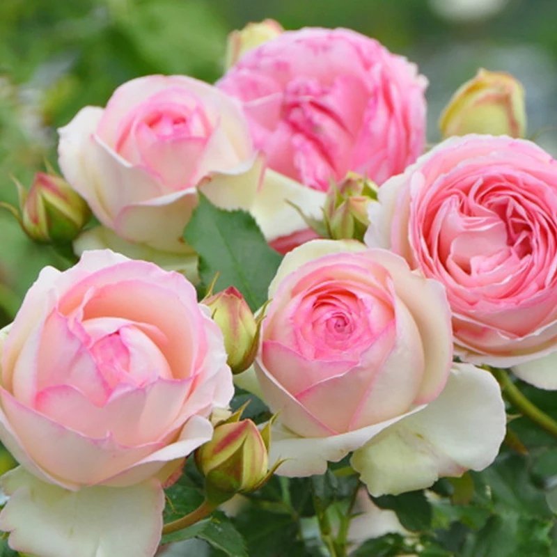 蔷薇花苗藤本月季龙沙宝石大花浓香庭院爬藤花卉植物盆栽阳台