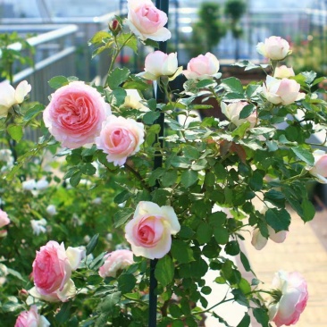 蔷薇花苗藤本月季龙沙宝石大花浓香庭院爬藤花卉植物盆栽阳台