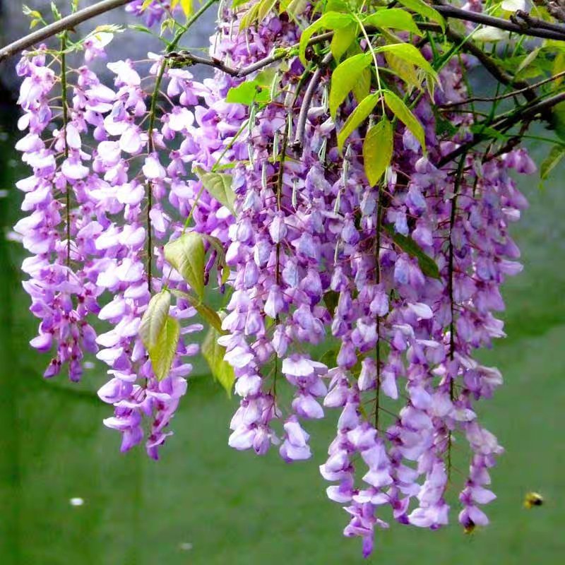 紫藤花树苗爬藤植物庭院围墙四季开花盆栽花苗绿植花卉藤蔓紫