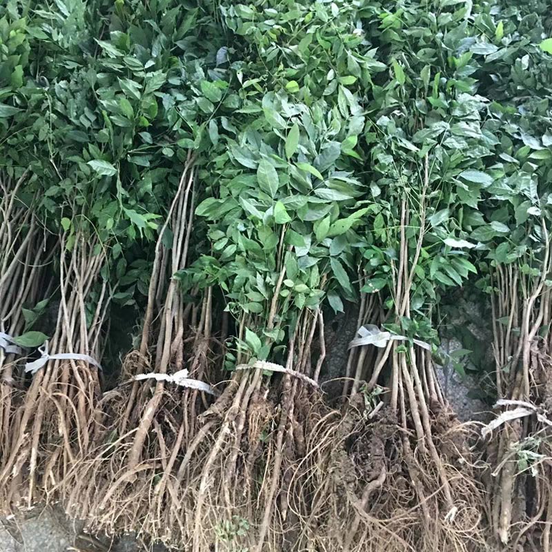 紫藤花树苗爬藤植物庭院围墙四季开花盆栽花苗绿植花卉藤蔓紫