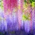 紫藤花树苗爬藤植物庭院围墙四季开花盆栽花苗绿植花卉藤蔓紫