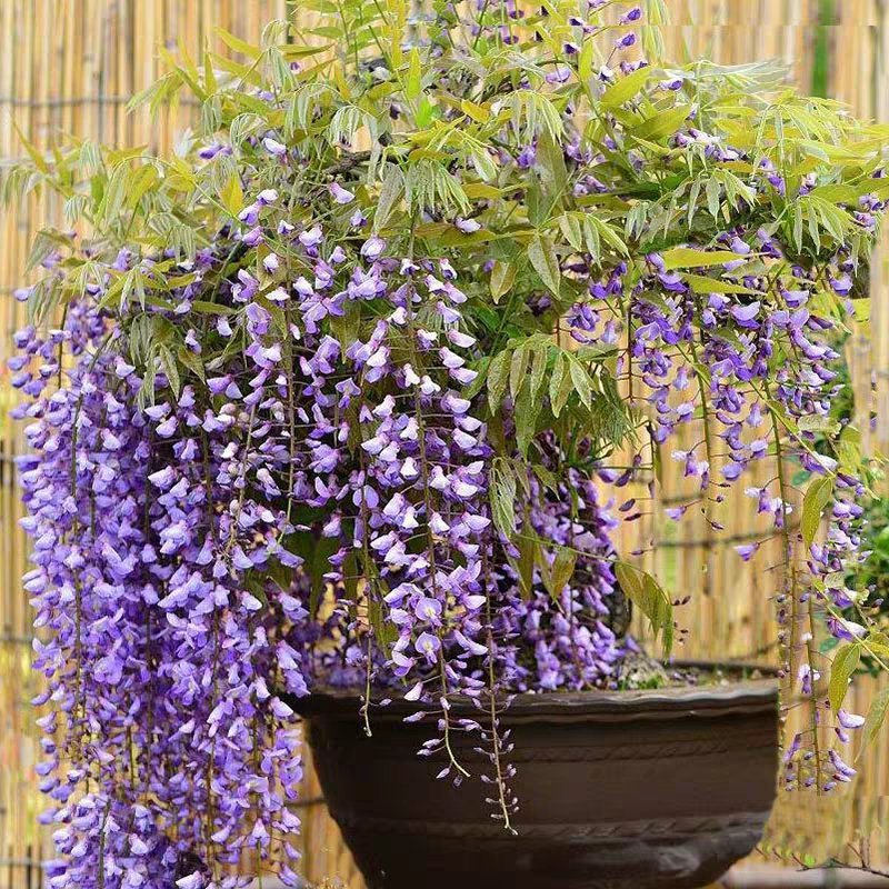 紫藤花树苗爬藤植物庭院围墙四季开花盆栽花苗绿植花卉藤蔓紫