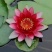 池塘水池大睡莲睡莲根块水培植物水生根块大睡莲花根