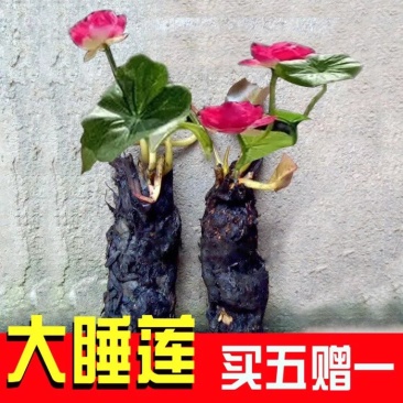 池塘水池大睡莲睡莲根块水培植物水生根块大睡莲花根