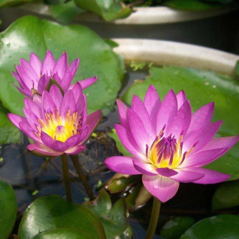 池塘水池大睡莲睡莲根块水培植物水生根块大睡莲花根