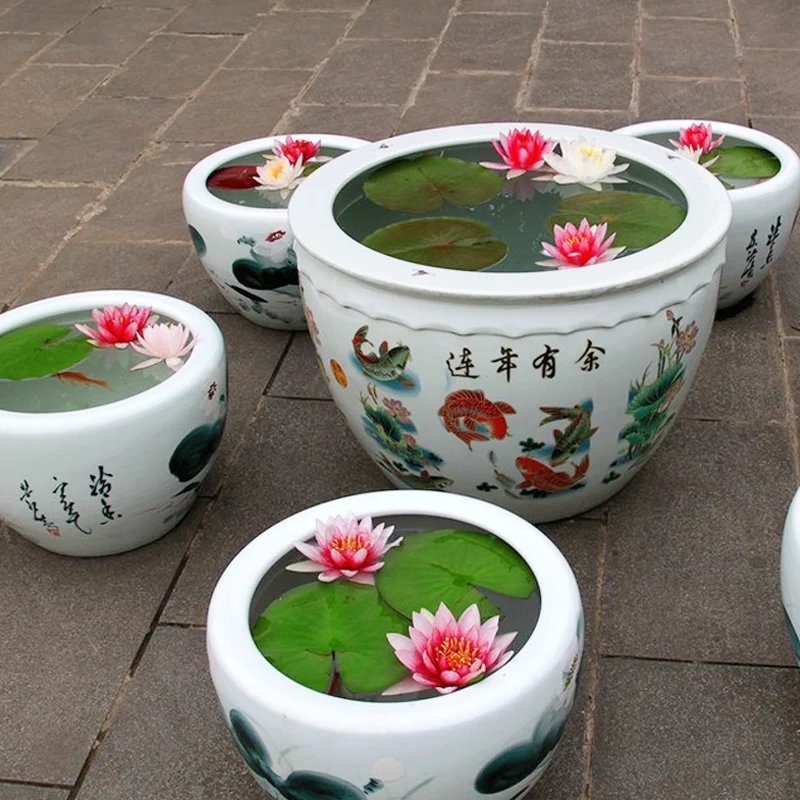 池塘水池大睡莲睡莲根块水培植物水生根块大睡莲花根