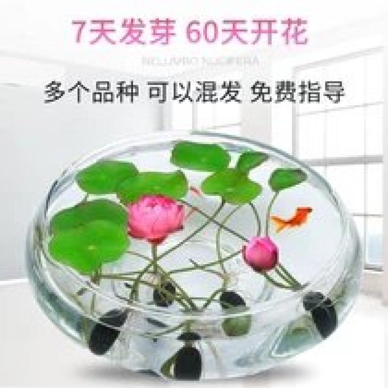 碗莲，水培植物，莲花七天可发芽。