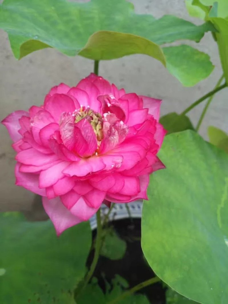 碗莲，水培植物，莲花七天可发芽。