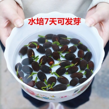 碗莲，水培植物，莲花七天可发芽。