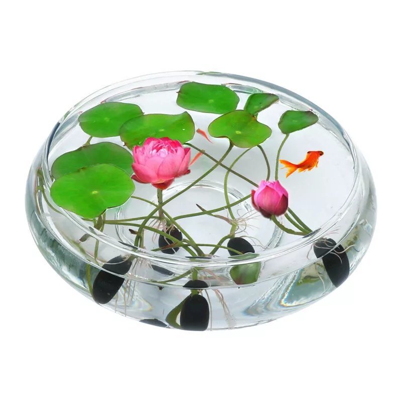 碗莲，水培植物，莲花七天可发芽。