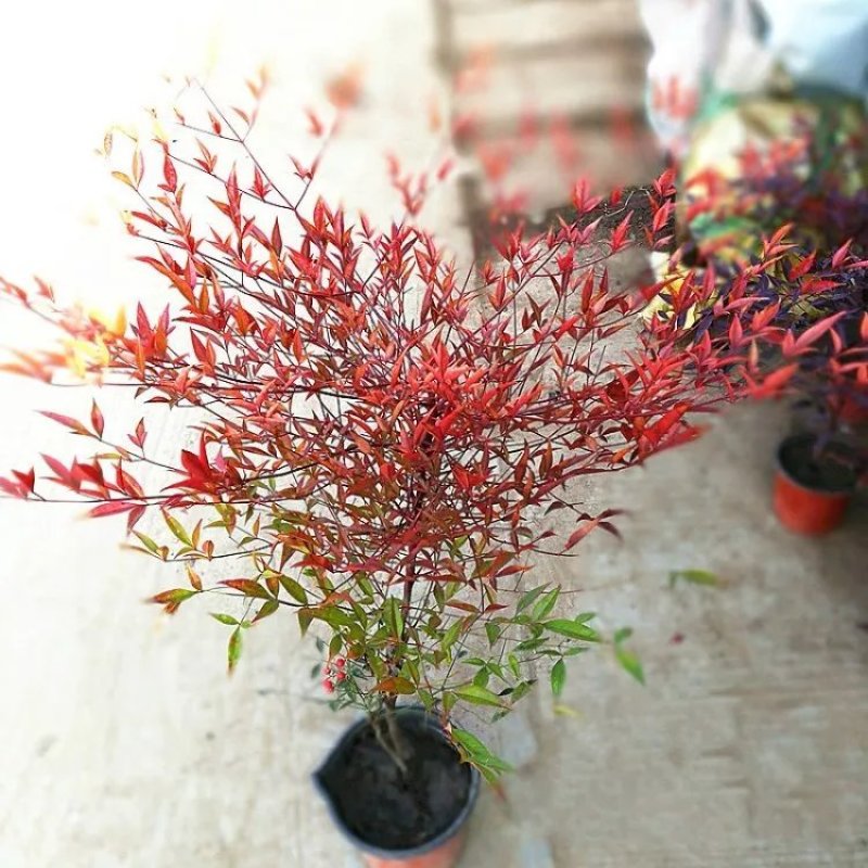 南天竹树苗火焰南天竹苗庭院种植老桩南天竹树苗室内红天竺盆