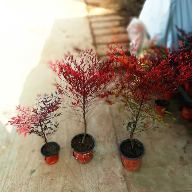 南天竹树苗火焰南天竹苗庭院种植老桩南天竹树苗室内红天竺盆