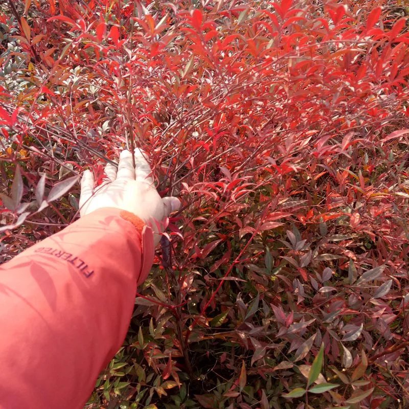 南天竹树苗火焰南天竹苗庭院种植老桩南天竹树苗室内红天竺盆