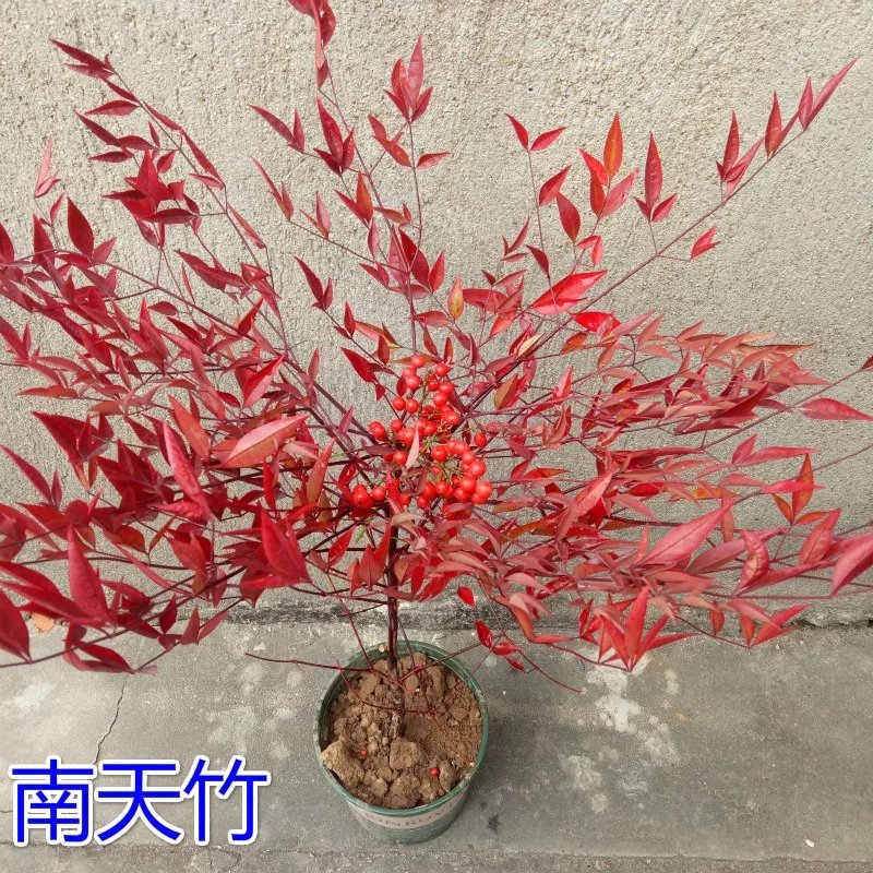 南天竹树苗火焰南天竹苗庭院种植老桩南天竹树苗室内红天竺盆