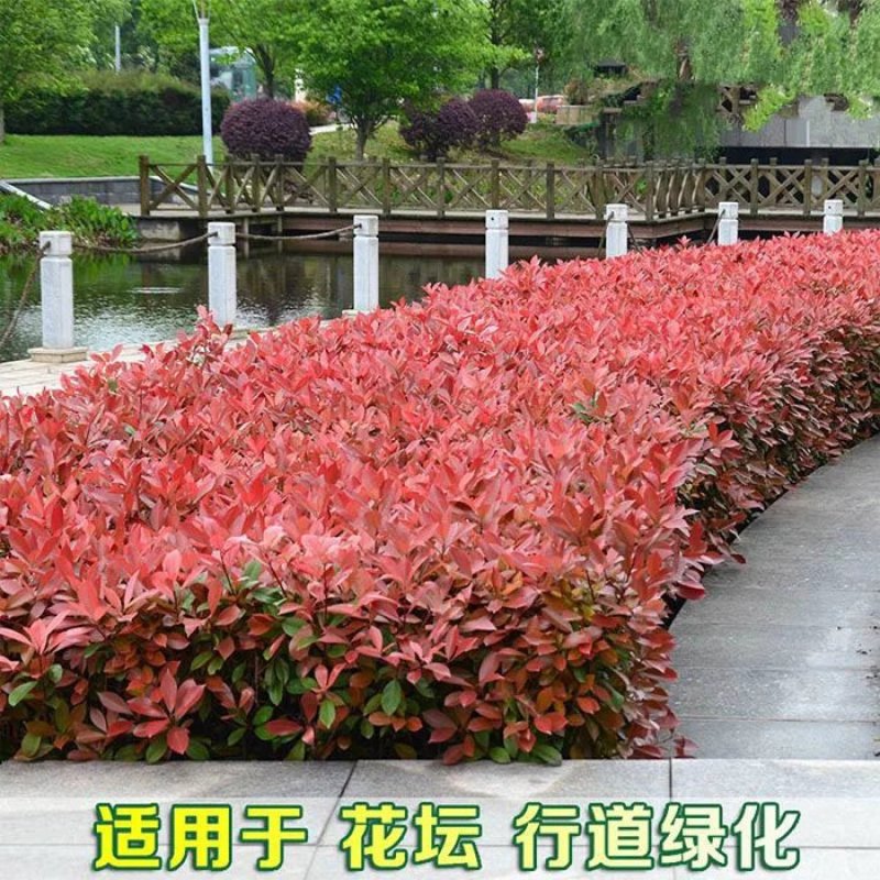 红叶石楠树苗庭院火焰红罗宾绿化苗红罗宾红叶石楠苗绿篱四季