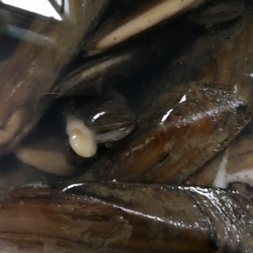 9cm长的（亦火嗨）特殊河蚌