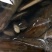 9cm长的（亦火嗨）特殊河蚌