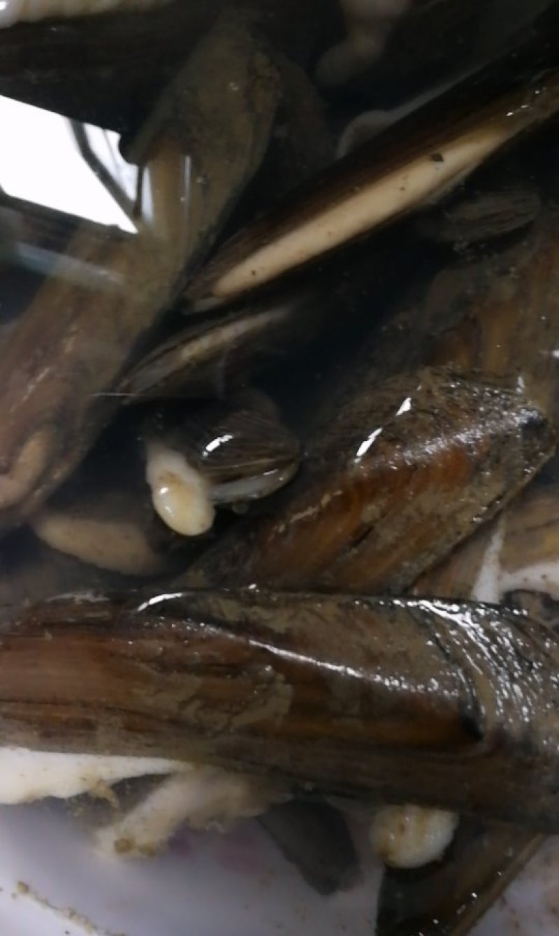 9cm长的（亦火嗨）特殊河蚌