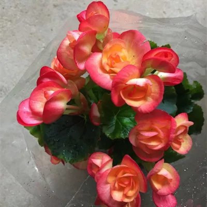 盆栽花卉丽格海棠玫瑰海棠四季海棠花苗重瓣带花发货包