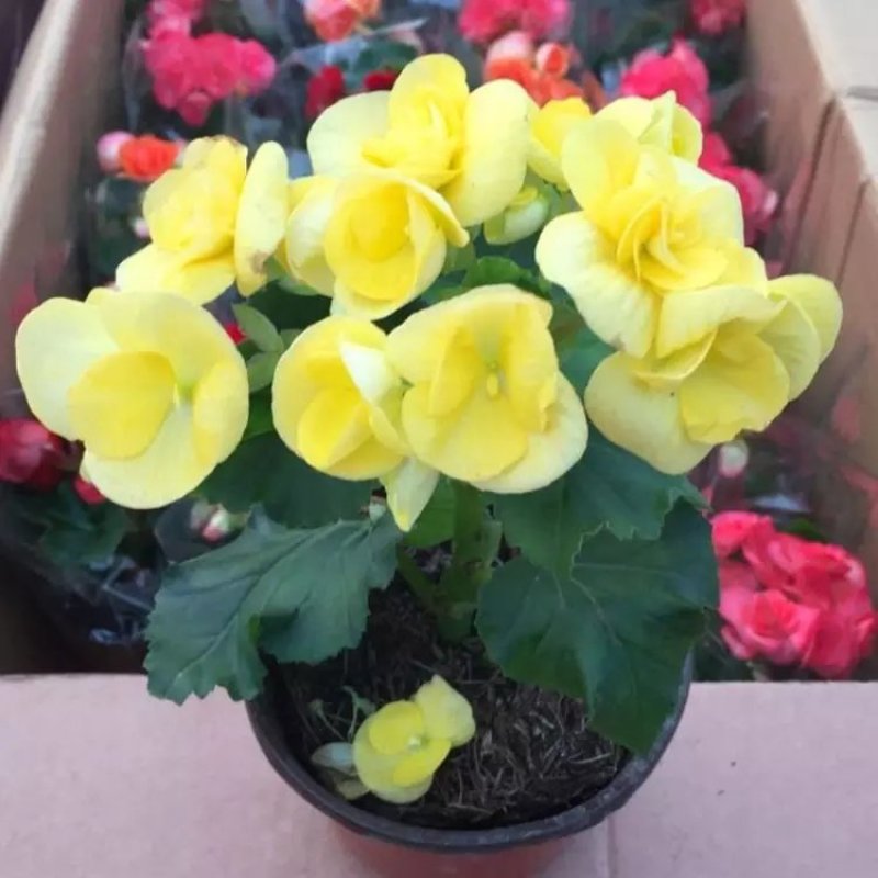 盆栽花卉丽格海棠玫瑰海棠四季海棠花苗重瓣带花发货包